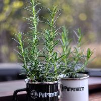 PETROMAX emaliuoto plieno puodelis, juodas